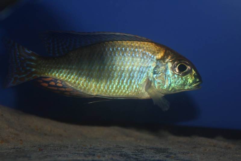 Lethrinops sp. 'red cap' Mdoka